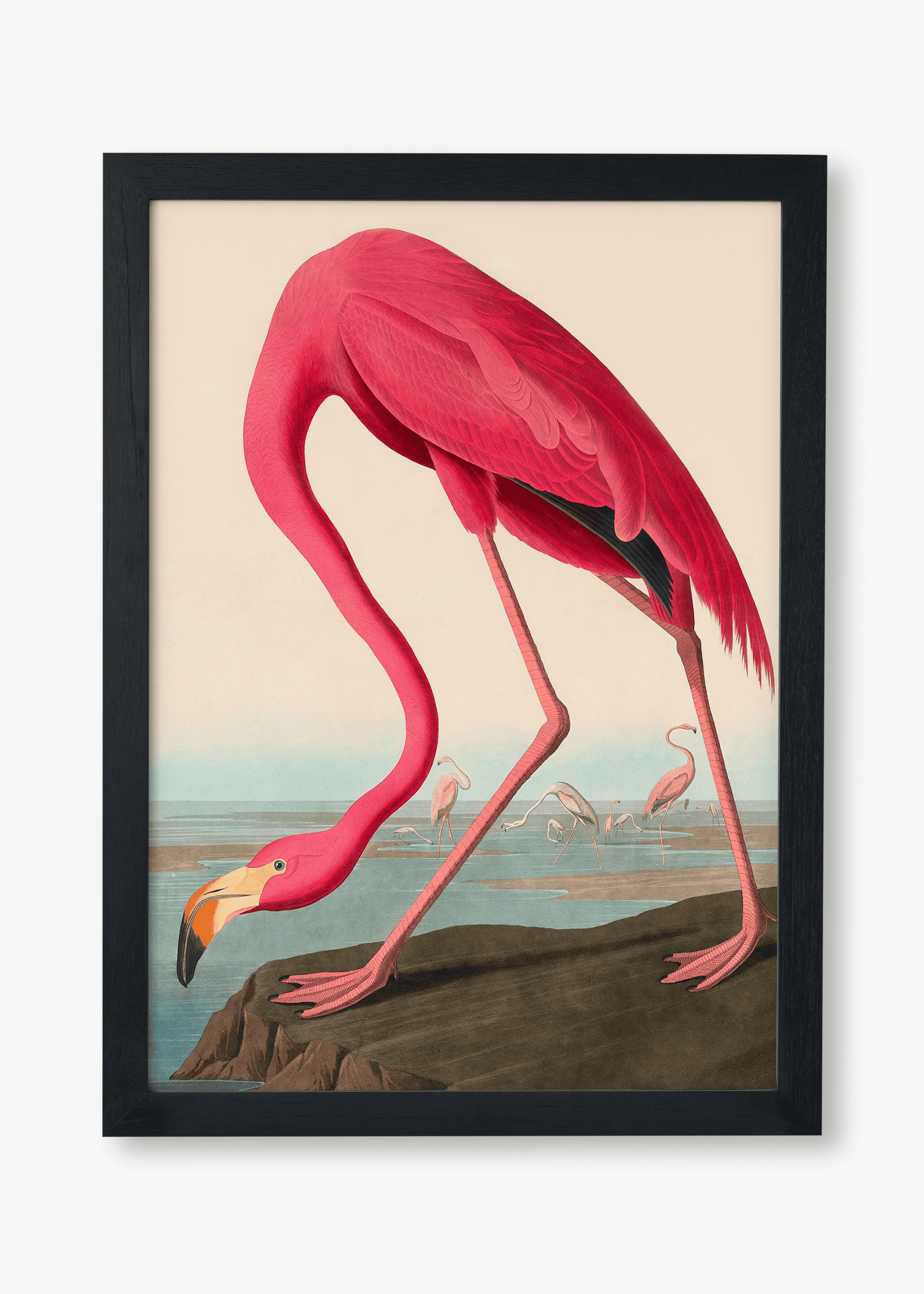 Quadro Flamingo