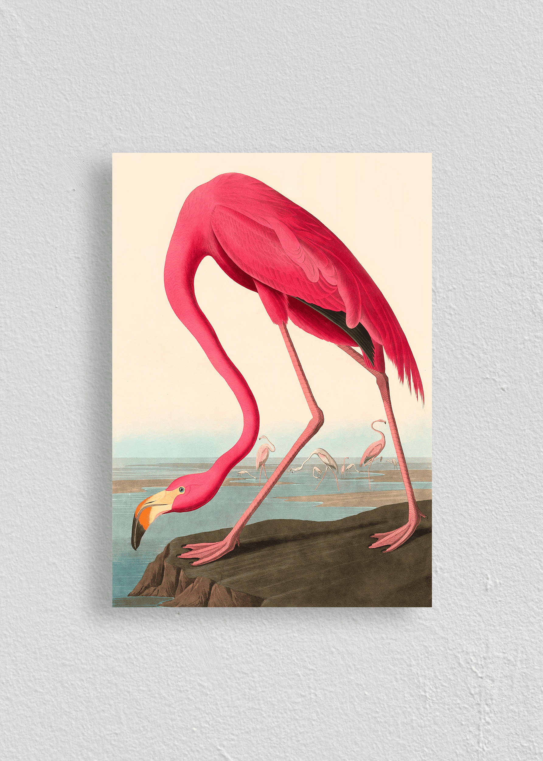 Quadro Flamingo